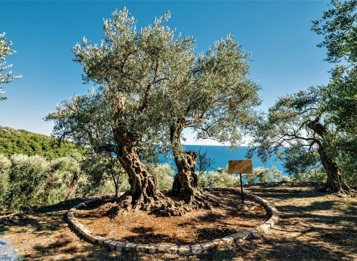 Holiday Park Olive Tree 乌尔齐尼 外观 照片