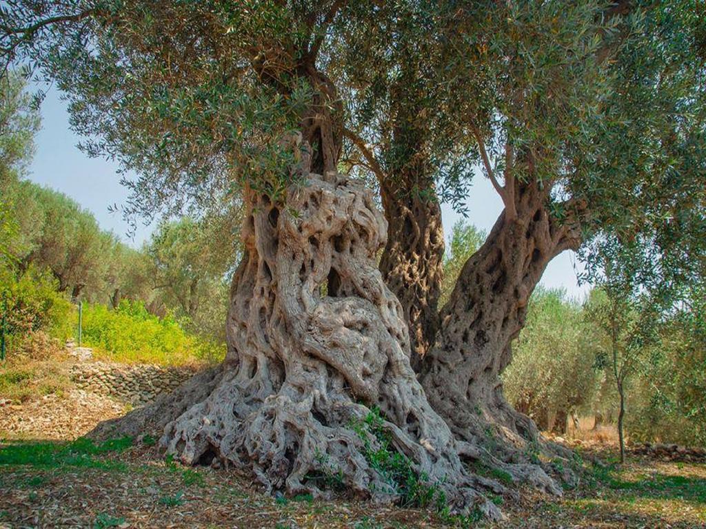 Holiday Park Olive Tree 乌尔齐尼 外观 照片